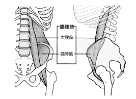 腸腰筋イメージ